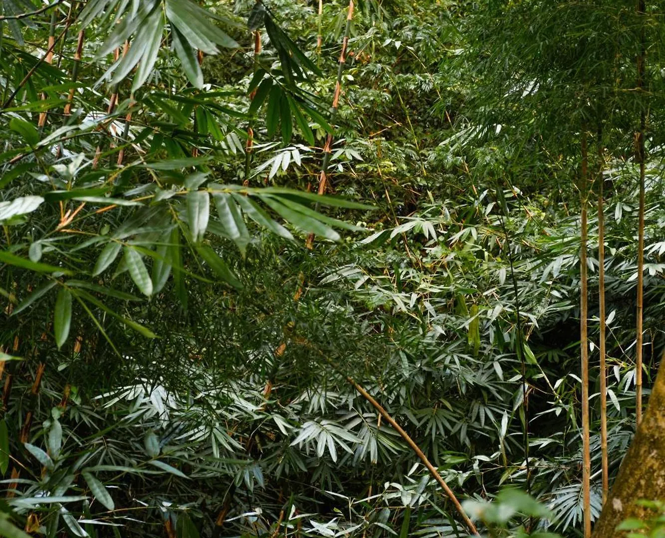 **** Resort Beingsattvaa Luxury Ubud Endonezya