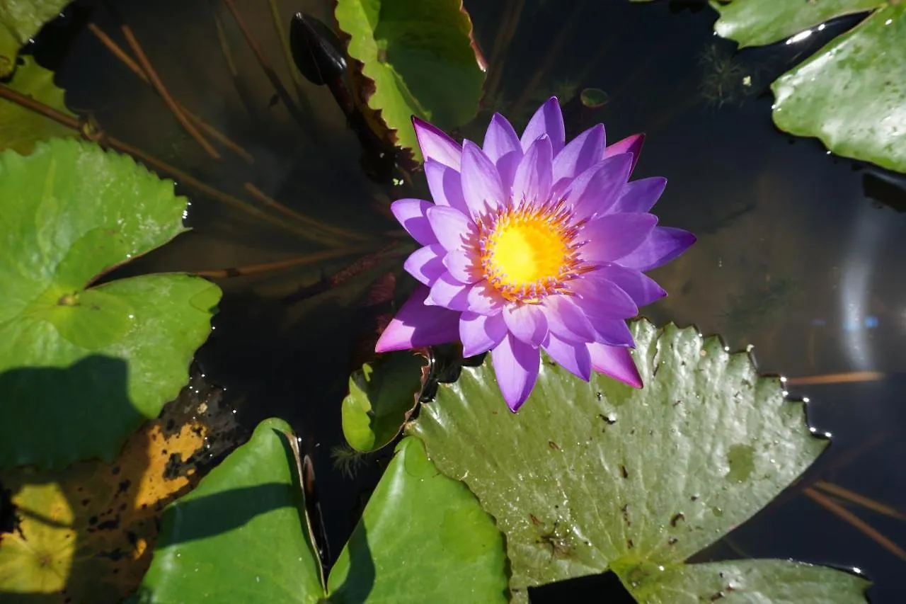 Beingsattvaa Luxury Ubud Ubud (Bali)